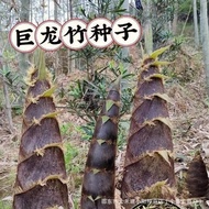 [Genuine Dragon Bamboo Seeds] Cold-Resistant Heat-Resistant Bamboo Shoots Four Seasons Outdoor Plant