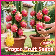 100pcs/pack Mixed Dragon Fruit Seeds for Planting Dwarf Dragon Fruit Plant Seeds Red Pitaya Seeds Ye