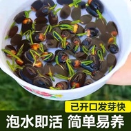 Ready Stock Quick Shipment Vegetable Lotus Seed Lotus Seed Lotus Seed Lotus Seed Open Hydroponic See