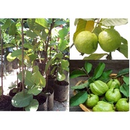 MM- Lohan Guava Air-layered Sapling / Anak Pokok Tut Jambu Batu Lohan / GU16
