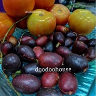 🌟RS🌟(BUY 1 FREE 1)SWEET LONGAN BRAZIL/ ANAK POKOK BUAH MATAO/ BUAH TIGA RASA Live Plant 鲜甜多汁巴西龙眼 /树苗