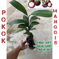 ANAK POKOK MANGGIS ( BIJI )