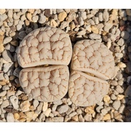 Lithops Gracilidelineata C189 huge twinhead /C367/C261/C374 Mother lithops/7years/(6-7年母本 超脑纹 荒玉) 屁屁