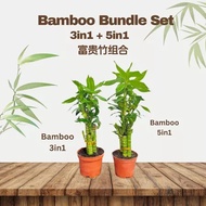 TKL - Lucky Bamboo/ Lucky Bamboo Pyramid/Dracaena Sanderiana/Chinese Lucky Bamboo 富贵竹/小丛林/金字塔竹