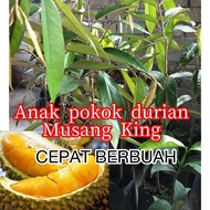 Anak Pokok Durian Musang King CEPAT BERBUAH