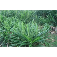 benih daun pandan wangi  pokok pandan