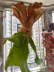 海王星鹿角蕨成株(三角X象耳)