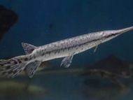 ALIGATOR FLORIDA GAR / IKAN PREDATOR