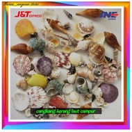 cangkang kerang laut campur / cangkang kerang campur segar