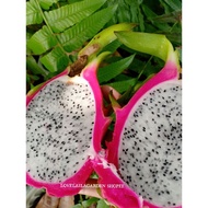 BUAH NAGA PUTIH •100 BIJI BENIH •SEED•