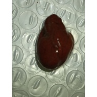 A2 lingsang king empedu stone