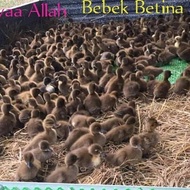 TM17 DOD Bibit Anak Bebek Petelur Betina Mojosari Anakan Bandung