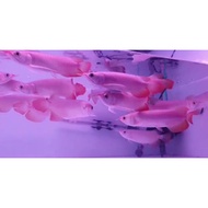 Dijual IKAN ARWANA SUPER RED 24-26CM PARTAI READY PONTIANAK Murah