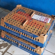 Doc Anak Ayam Kampung KUB 1 Box