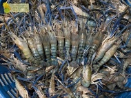 UDANG GALAH SEGAR FRESH UDANG GALAH JUMBO UDANG GALA 1KG HARGA PROMO