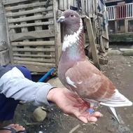 Burung Dara Merpati Hidup Jantan Size Indukan