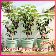 100% Original 200pcs Bonsai Mulberry Seeds for Planting Fruit Trees Fresh Mulberry Fruit Seeds Dwarf