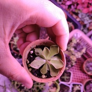 pinguicula sethosxelhersaie 5.5cm pot