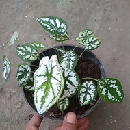 caladium mutiara/caladium batik rimbun