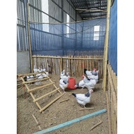 Chicken Eggs Breeding Eggs​Light​10 Chalks +1