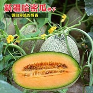 新疆哈密瓜種子 種籽脆甜洋香瓜種子 種籽果rou桔紅綠皮黃皮超甜網紋甜瓜種子 種籽