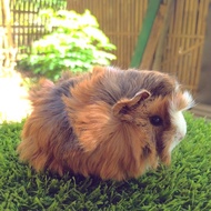 Guinea Pig Marmut Lokal Variasi New Stock
