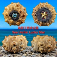 海胆天眼幸运星 Sea Urchin Lucky Star 龙婆劈纳 龙婆碧纳  Lp pinak ornament landscape 摆放型