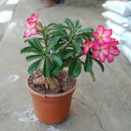 Tanaman Adenium / Bonsai Kamboja