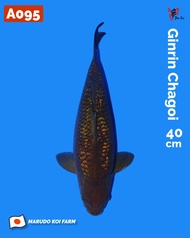 Ikan Koi Import Ginrin Chagoi (Marudo Koi Farm) Kode A095
