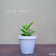 ✐❁❍Uprooted Ficus Nana Plant