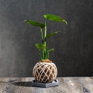 龜背芋苔球 苔球植物 苔玉 室內植物 辦公室植物 交換禮物