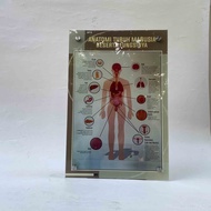 Acrylic Human Body Anatomy Poster - Human Body Anatomy Poster - Health Poster