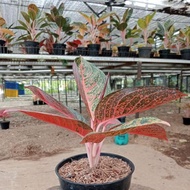 New!!! Promo Aglonema !!! Aglaonema Tiara