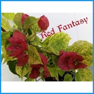 ✆ ◲ SALE!!!  RARE ROOTED BOUGAINVILLEA