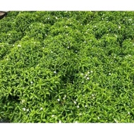 Pokok Bunga Thai Jasmine, Pokok Bunga Jasmin Siam, White Flower, Arctic Snow Jasmine, Wrightia,/Real