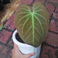 anthurium regale