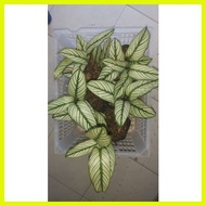 ♞White Star Calathea live plant