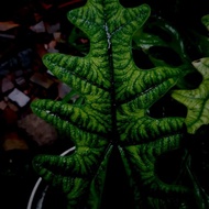 READY alocasia jacklyn