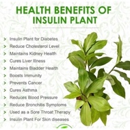Insulin Plant Pokok Insulin Kencing Manis Diabetes