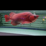 Ikan arwana super red king special 50cm bloker ter