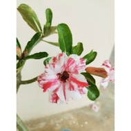 Live Plants Adenium Somalense Grafting