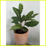 ☇◑ ✧ ◎ (14) Prayer Plants/Calathea Varieties Uprooted Live Plants(Luzon only)