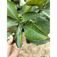 1 kg of grapefruit leaves (freshly picked by customers)