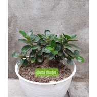 bibit beringin dolar Micro atau dolar mangkok / ficus dolar Micro rimbun untuk bahan bonsai
