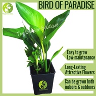 [Local Seller] Birds of Paradise Strelitzia Reginae Aiton Houseplant Potsize 0.5 gal | The Garden Bo
