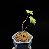 SG284-日本正版圓葉宮祥楓優選株/非國產尖葉🔥精品植物小盆栽禮物🔥