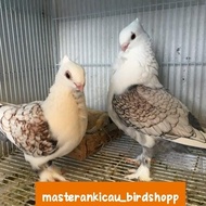 burung merpati hias sultan santinet sepasang produksi