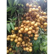 pokok benih longan berlian
