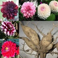 Ready Stock Quick Shipping < One Piece 3 Pieces > Dahlia Planting Ball Ball Root Flower Dahlia Plant
