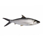 Fresh Catch Bangus Cleaned (300-400g)